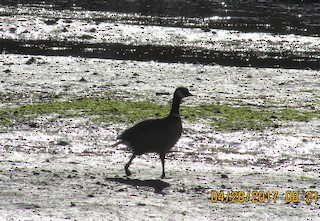 Cackling Goose (Aleutian), ML56095361