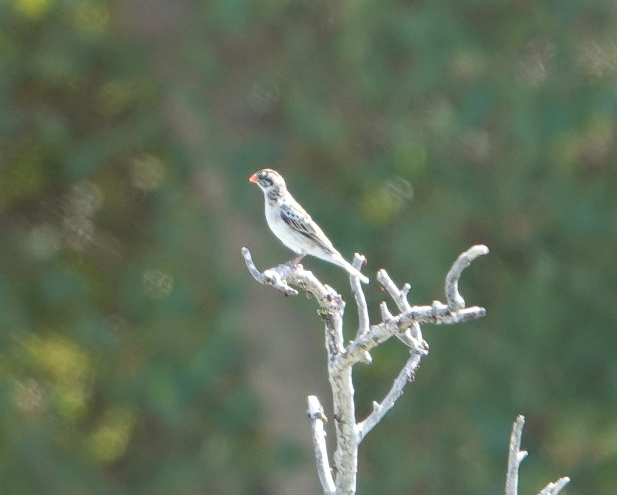 Pin-tailed Whydah - ML560953891