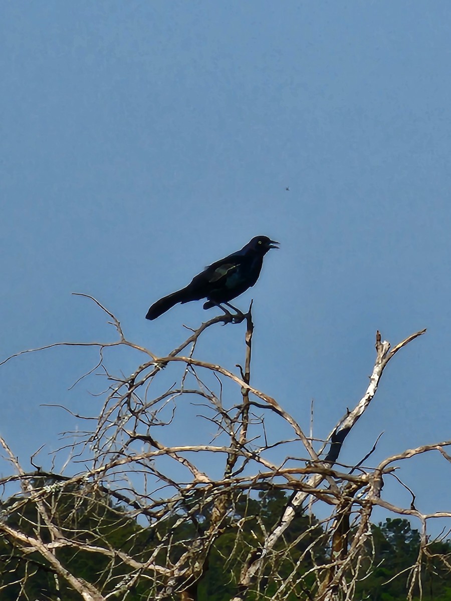 Boat-tailed Grackle - ML560955531