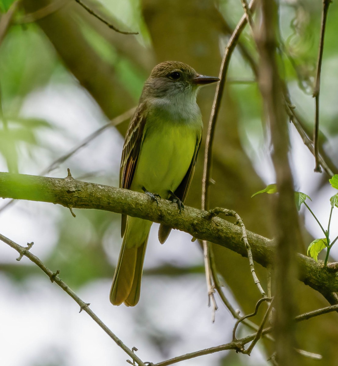 Great Crested Flycatcher - ML560957341