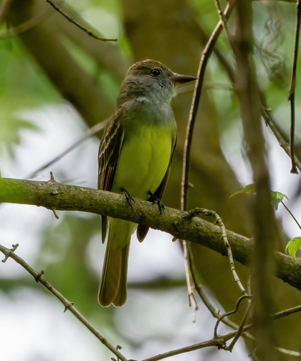 Great Crested Flycatcher - ML560957421