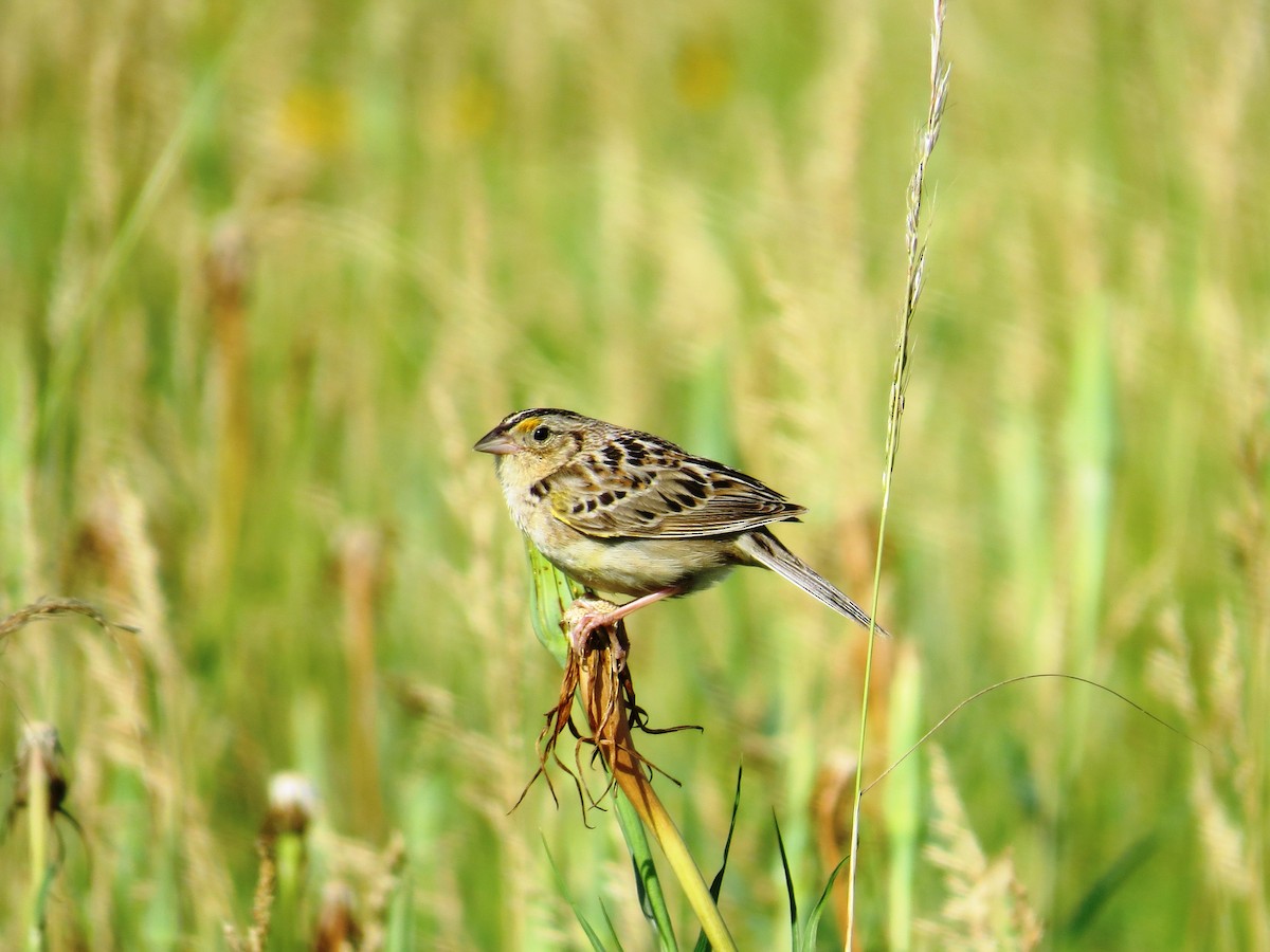 Grasshopper Sparrow - WS Barbour
