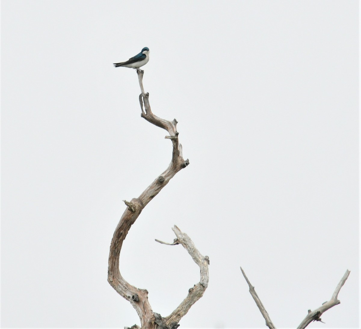 Tree Swallow - ML560959591