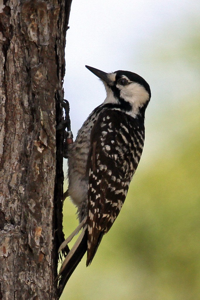 Red-cockaded Woodpecker - Dick Dionne