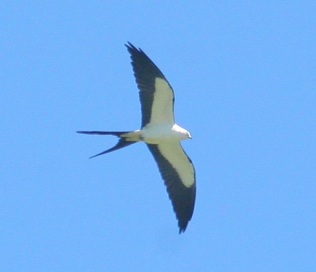 Swallow-tailed Kite - Mike Weber