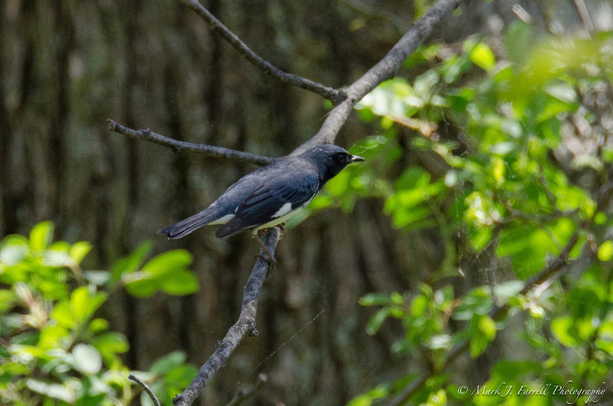 Black-throated Blue Warbler - ML56097041