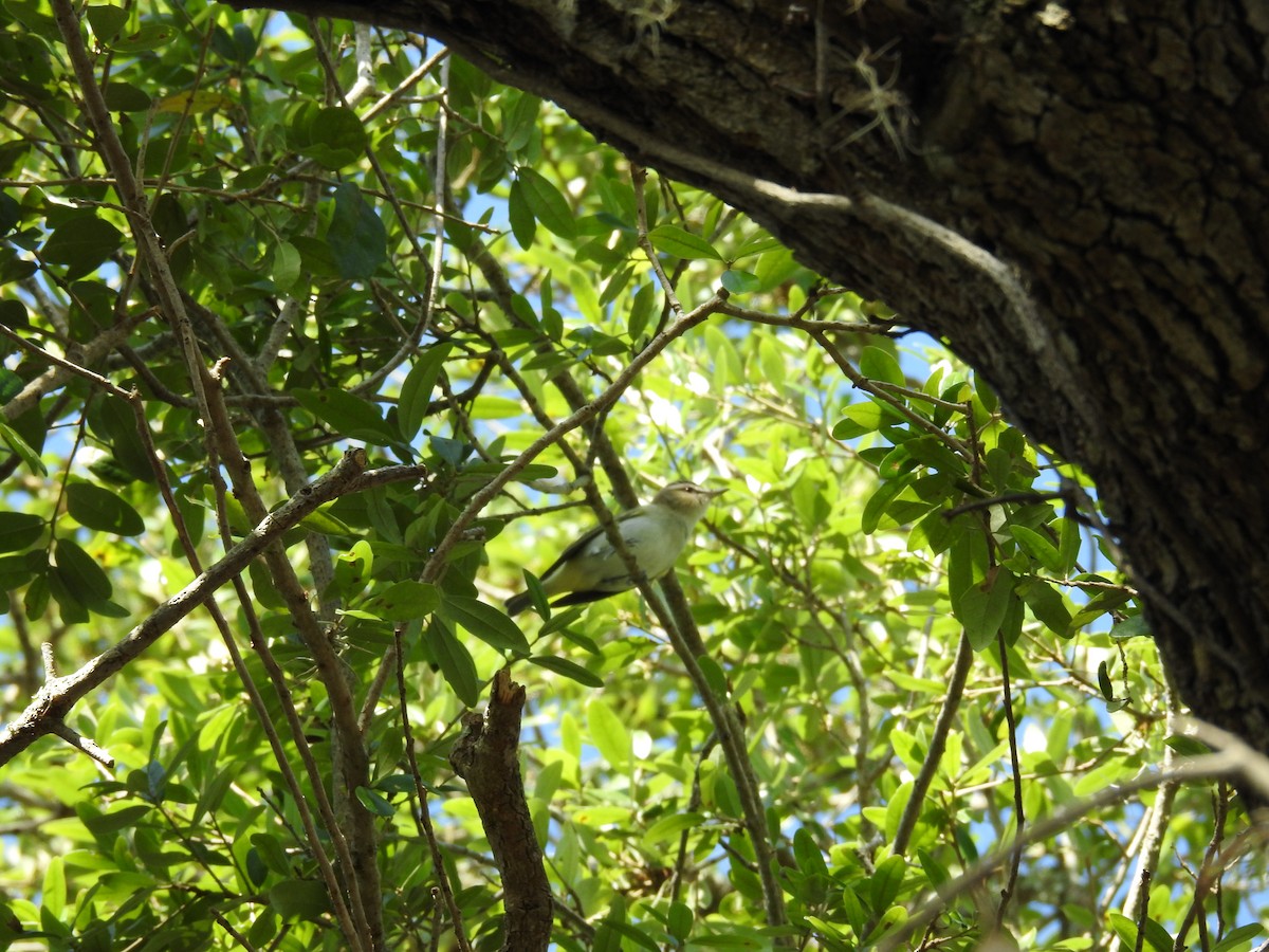 Red-eyed Vireo - ML560970651