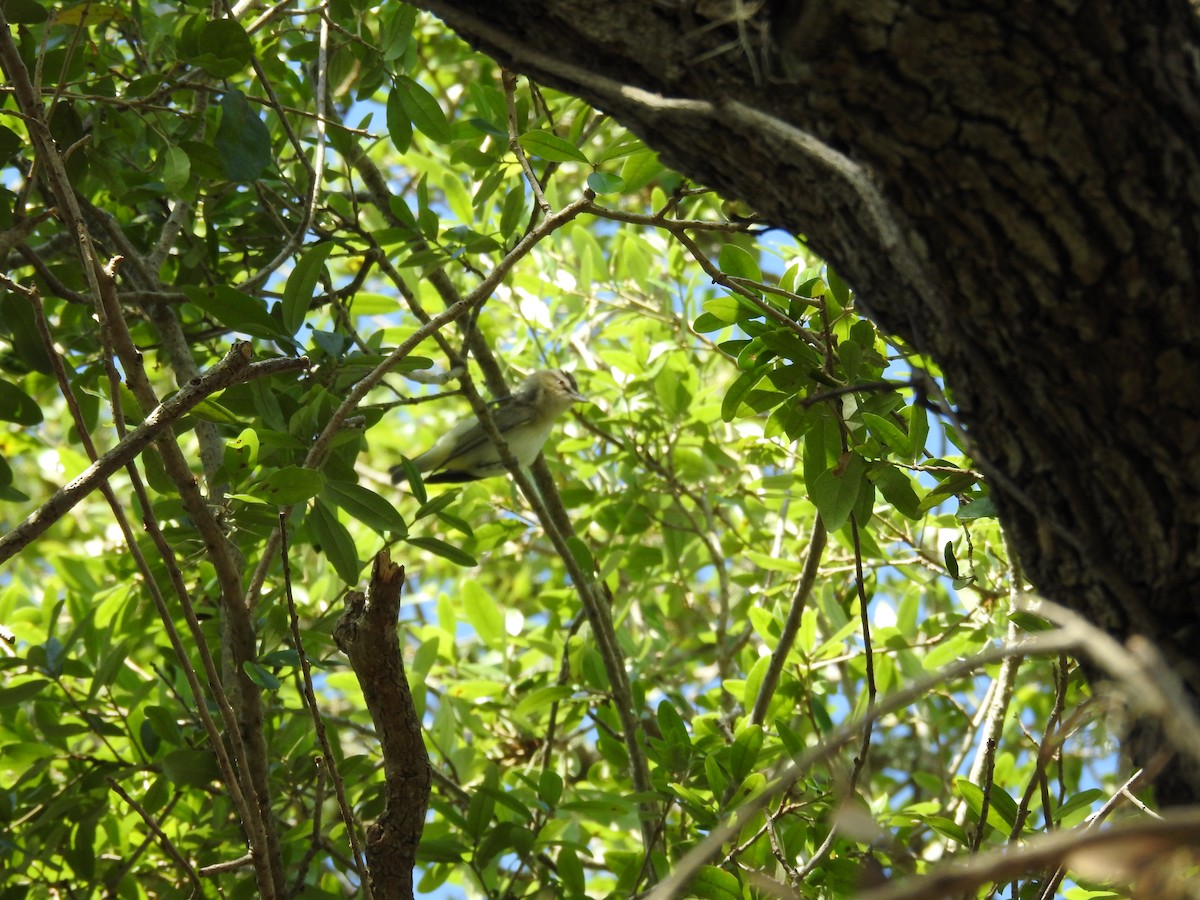 Red-eyed Vireo - ML560970661