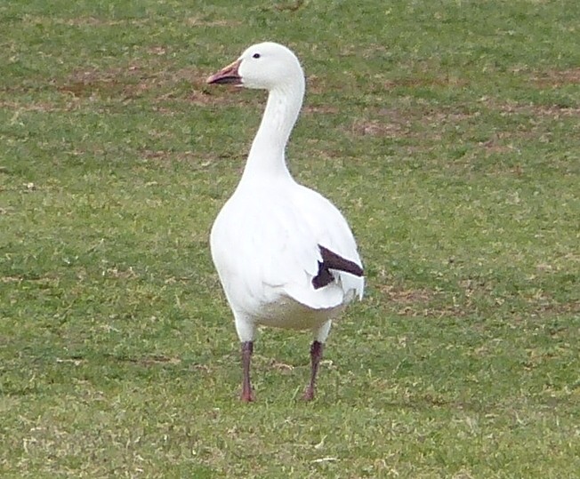 Snow Goose - ML56097171