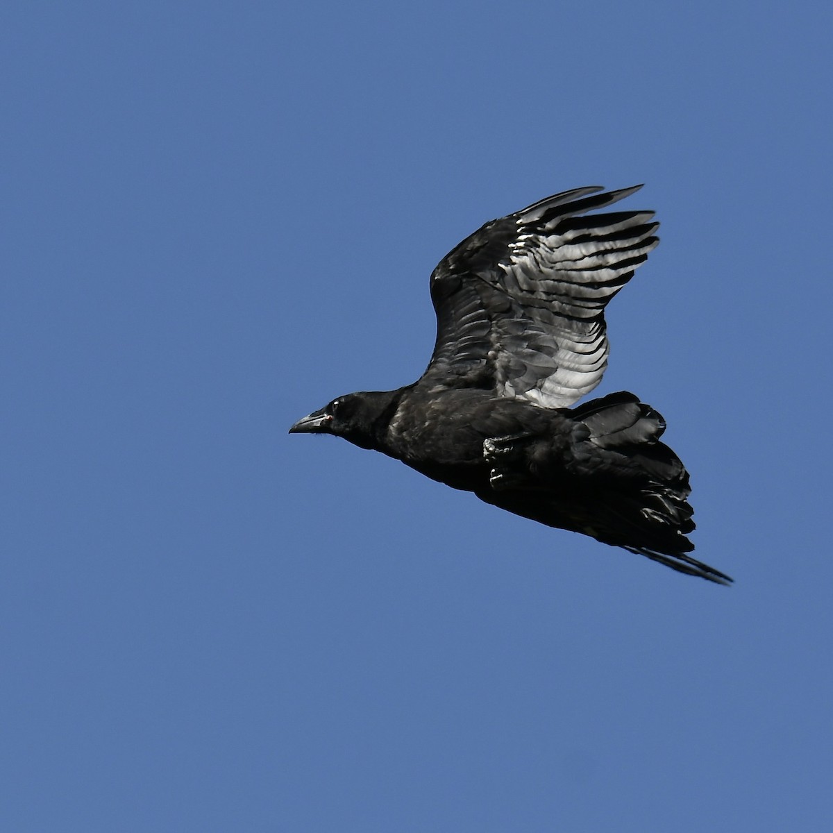 Common Raven - ML560973961