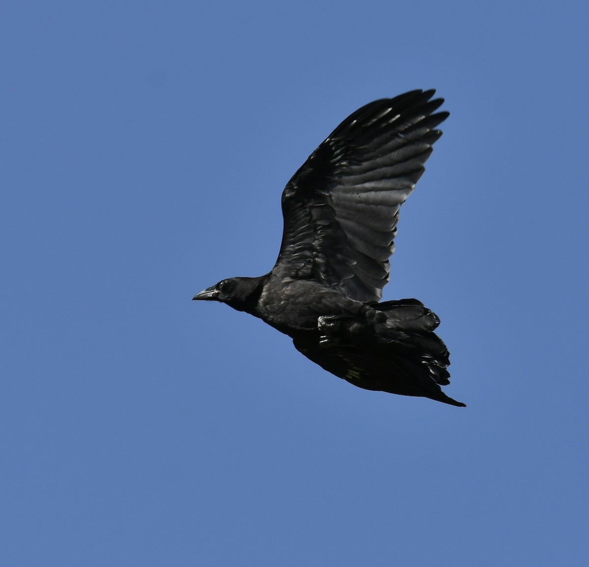 Common Raven - ML560973981