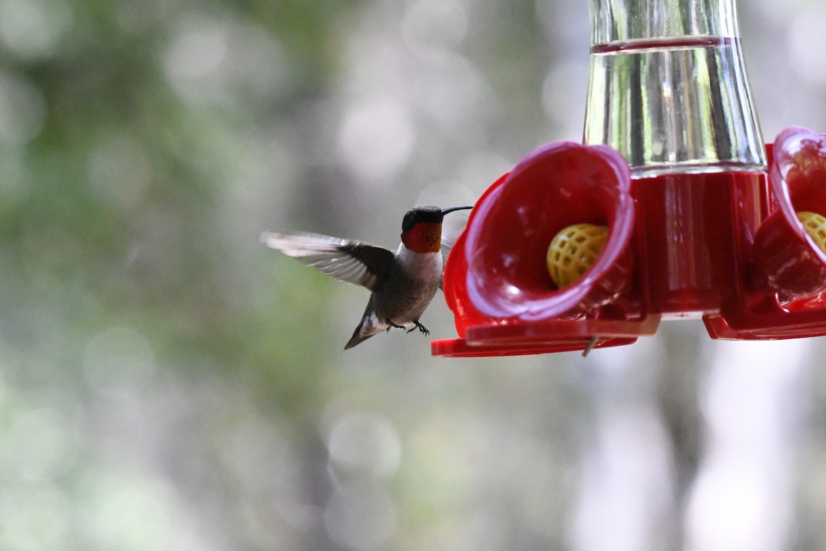 Ruby-throated Hummingbird - Don Casey