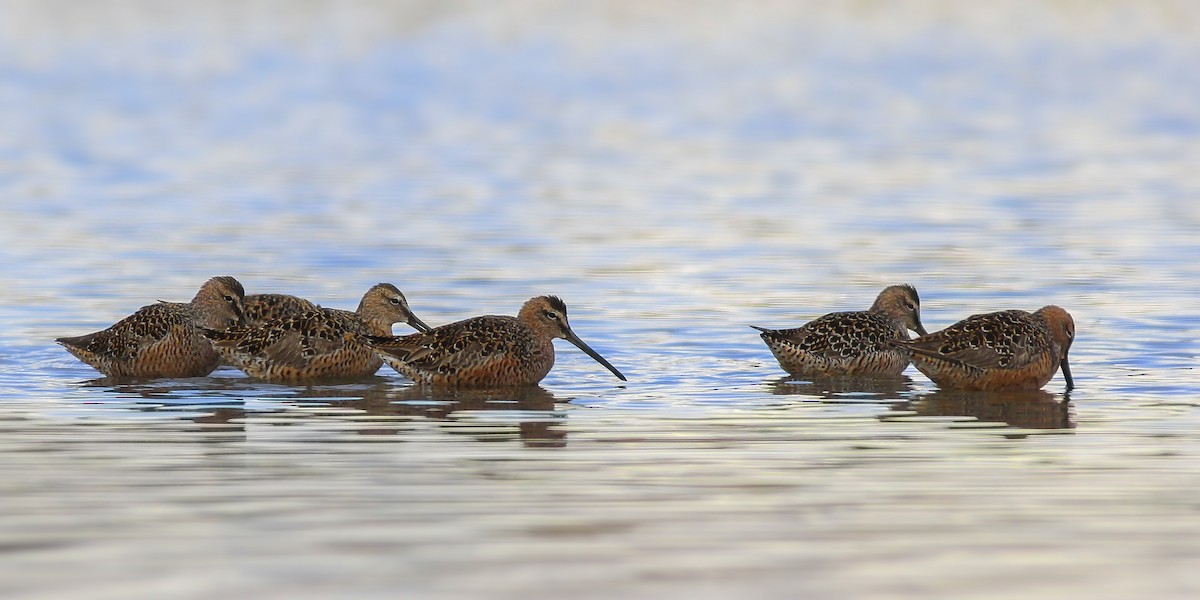 Long-billed Dowitcher - ML56098371