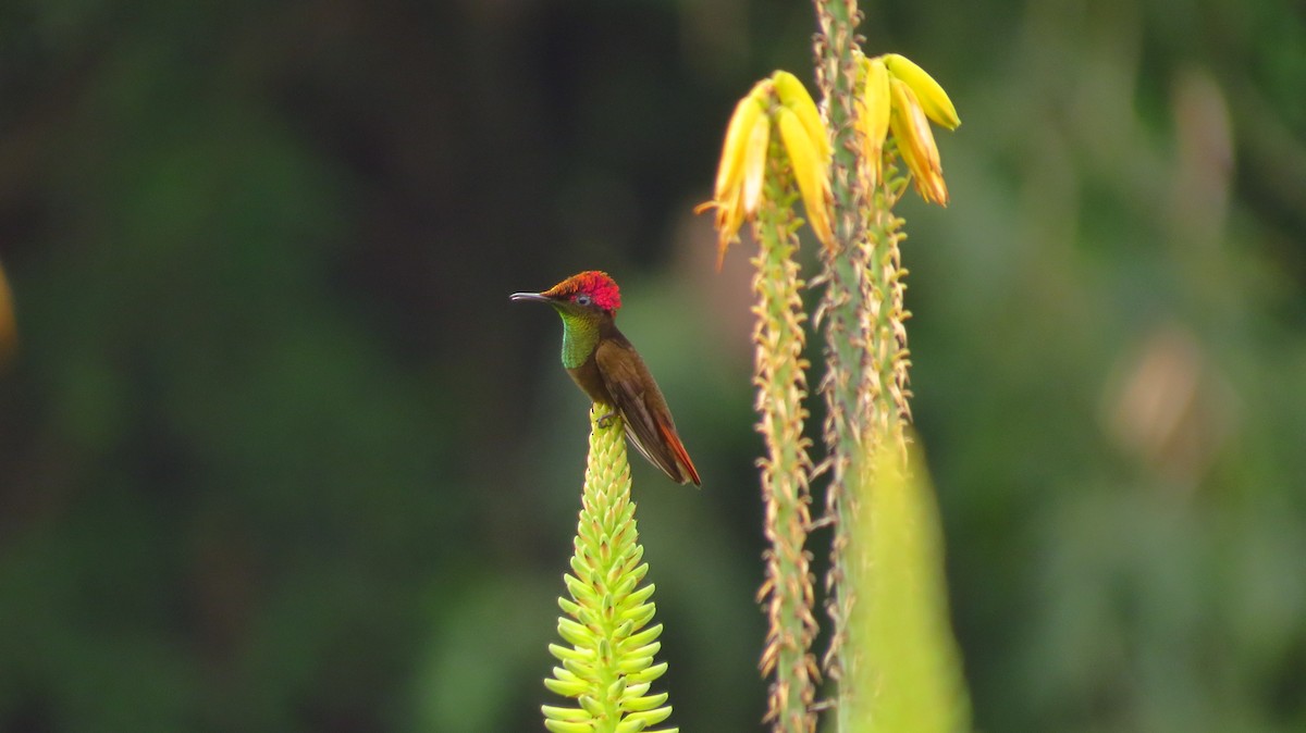 kolibřík červenohlavý - ML56098381