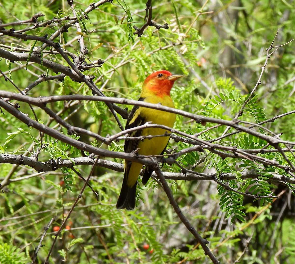 Western Tanager - ML560984131
