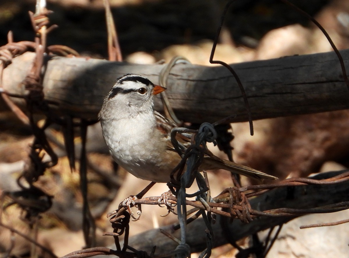 White-crowned Sparrow - ML560986801