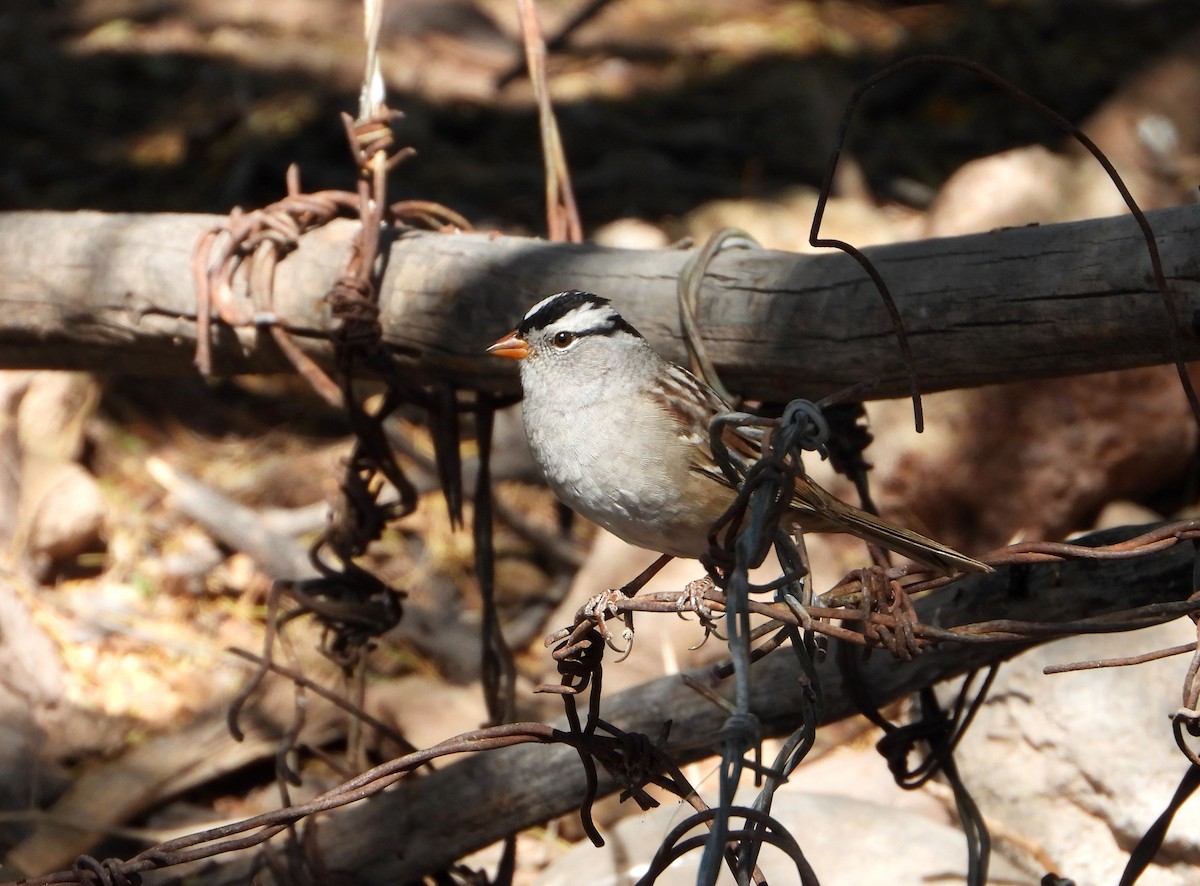 White-crowned Sparrow - ML560986811