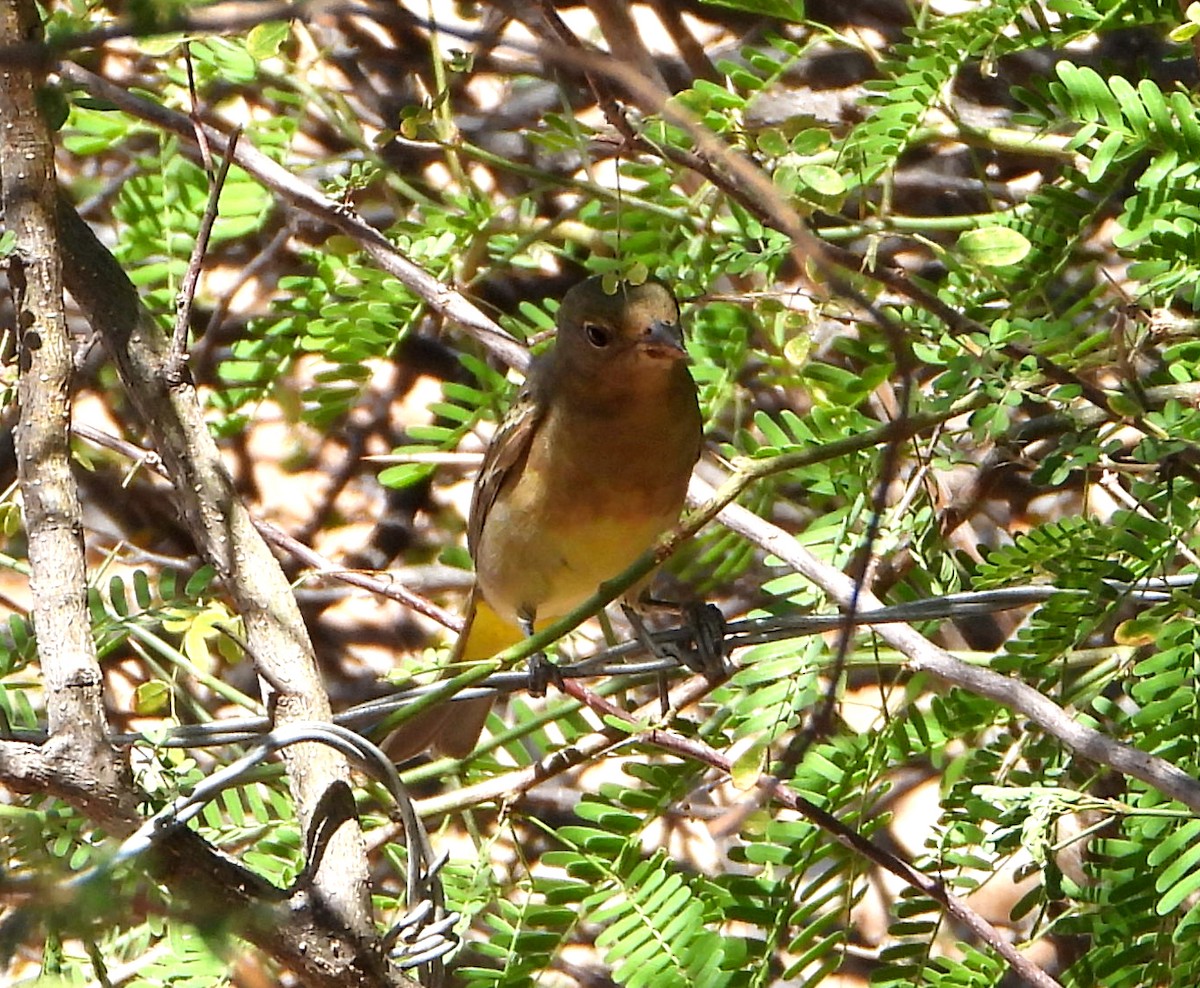 Western Tanager - ML560987001