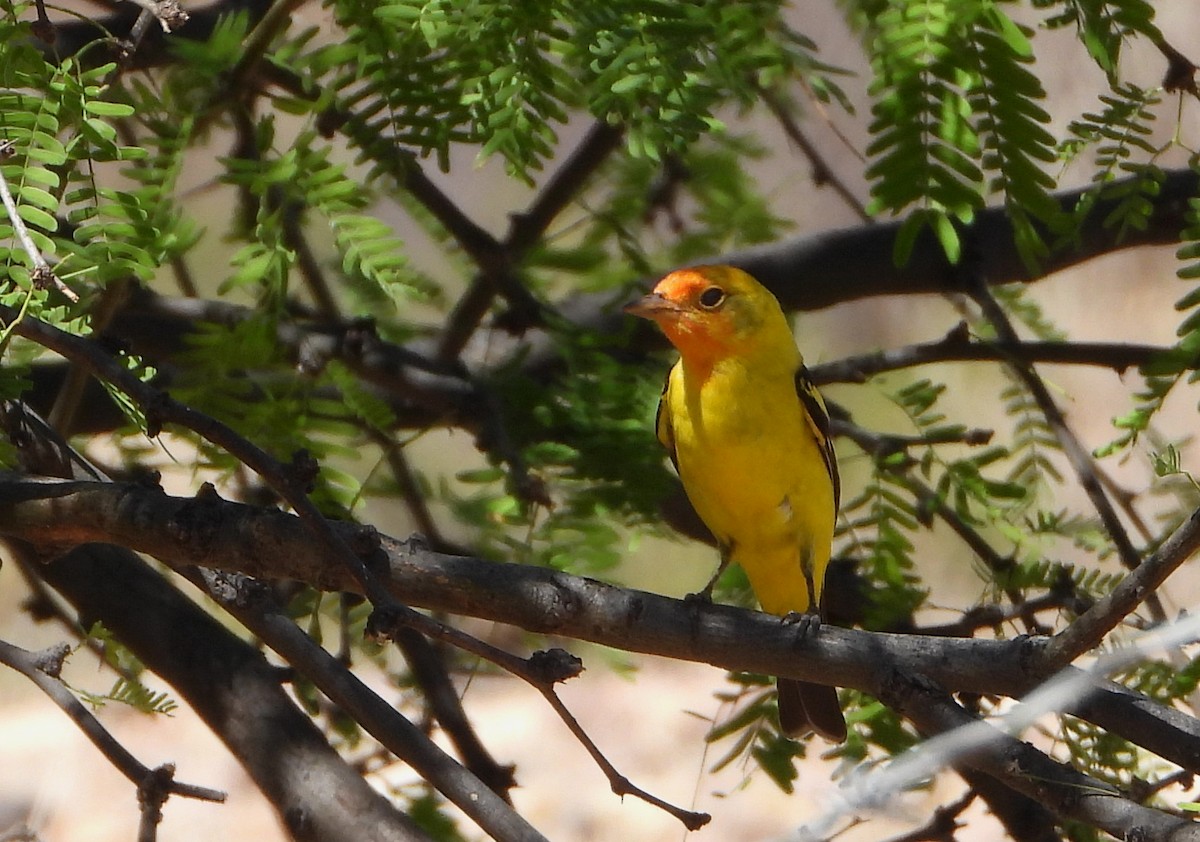 Western Tanager - ML560987011