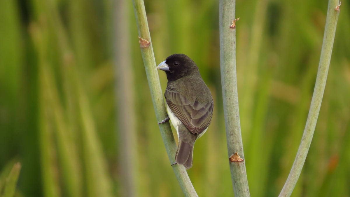 Yellow-bellied Seedeater - ML56099021