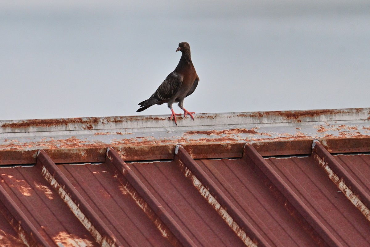 Rock Pigeon (Feral Pigeon) - ML560991041