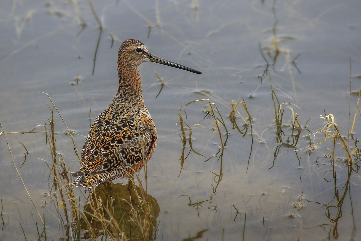 Long-billed Dowitcher - ML56099151