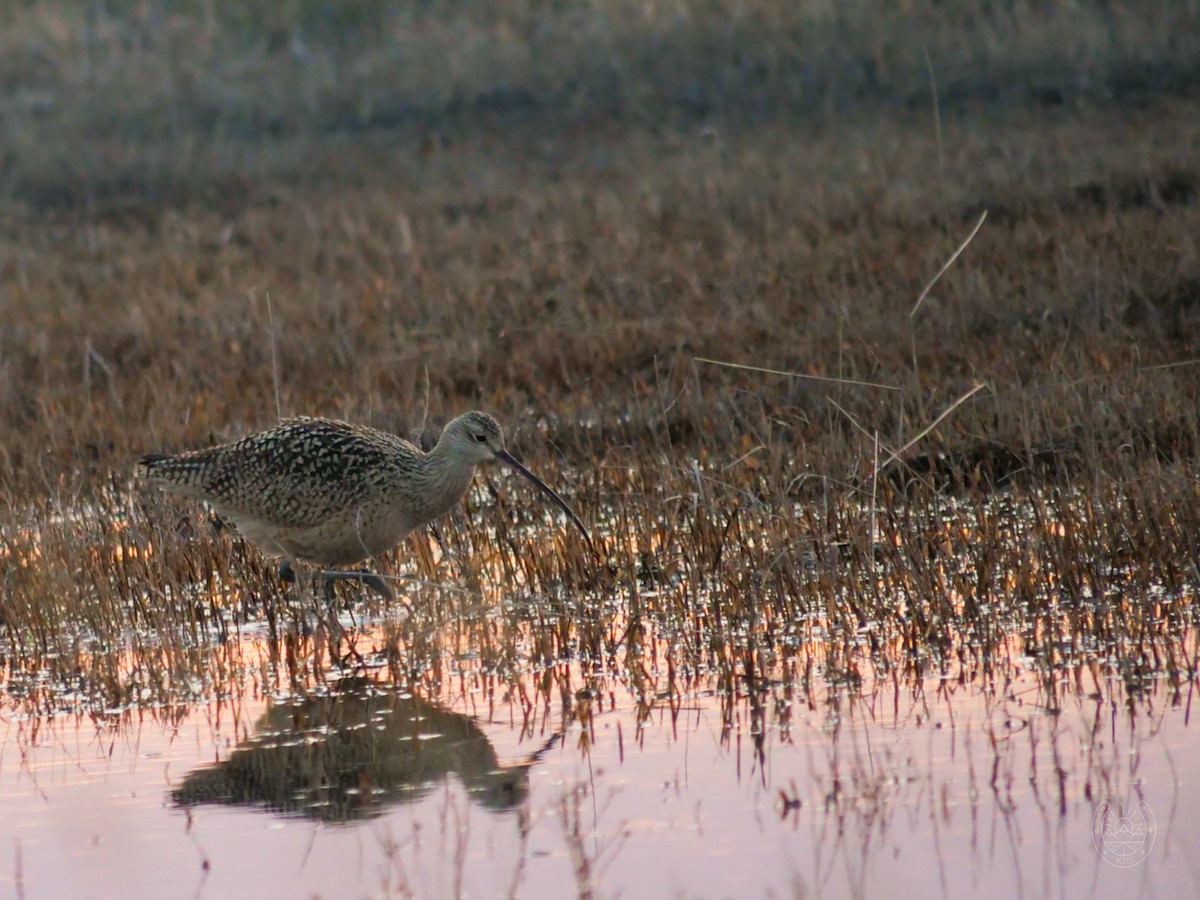 Long-billed Curlew - ML560993121