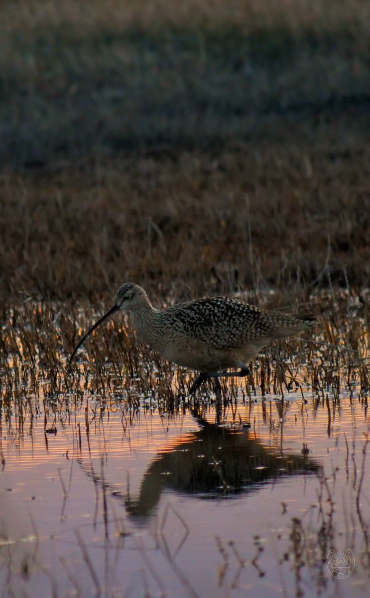 Long-billed Curlew - ML560993201