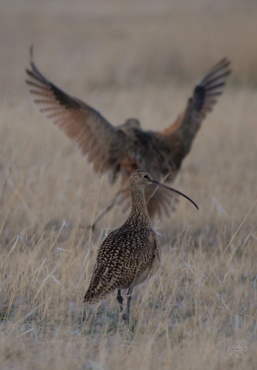 Long-billed Curlew - ML560993281