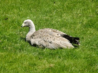 Cape Barren Goose, ML560993701