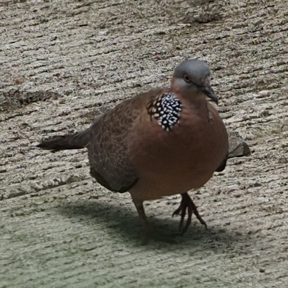 Spotted Dove - ML560994381
