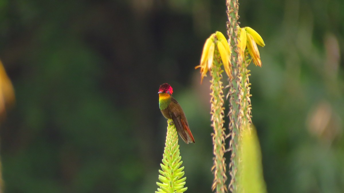 kolibřík červenohlavý - ML56099511