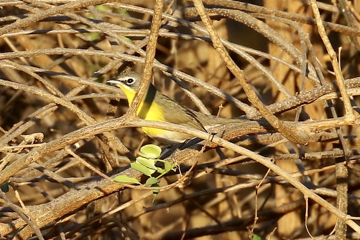 Yellow-breasted Chat - ML560995261