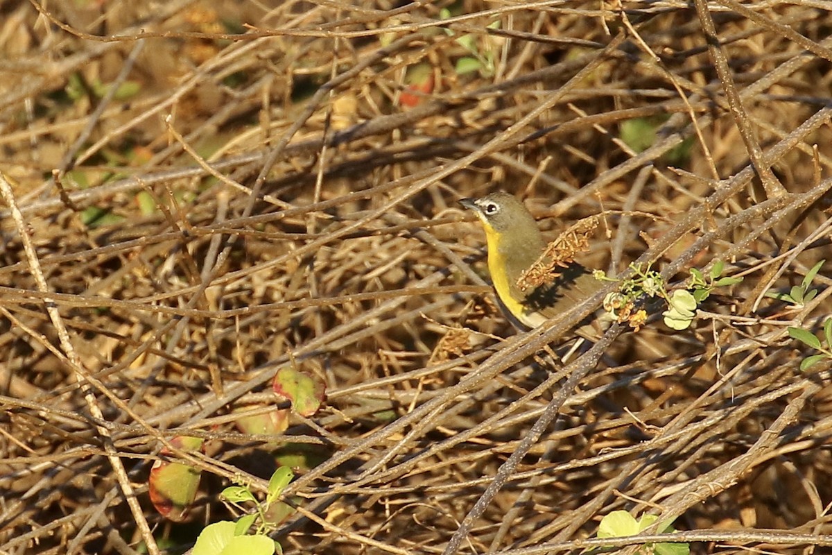 Yellow-breasted Chat - ML560995281
