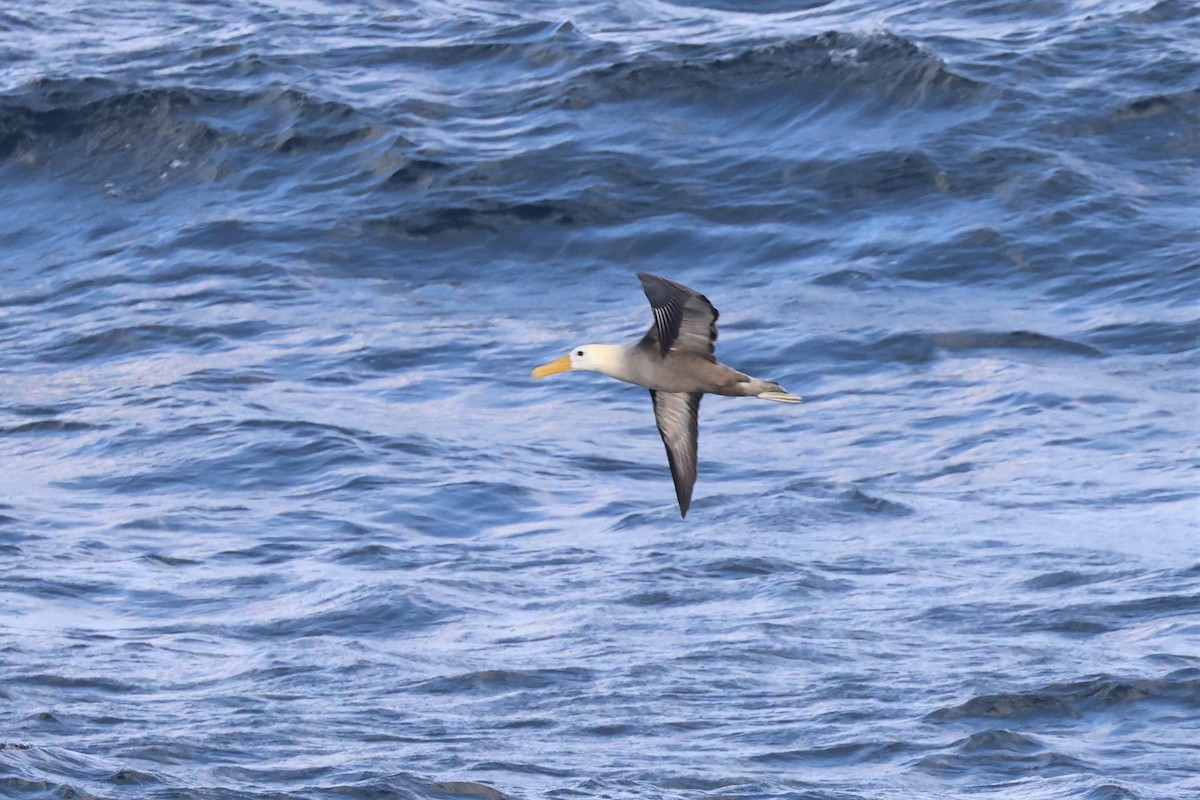 Waved Albatross - ML561001841