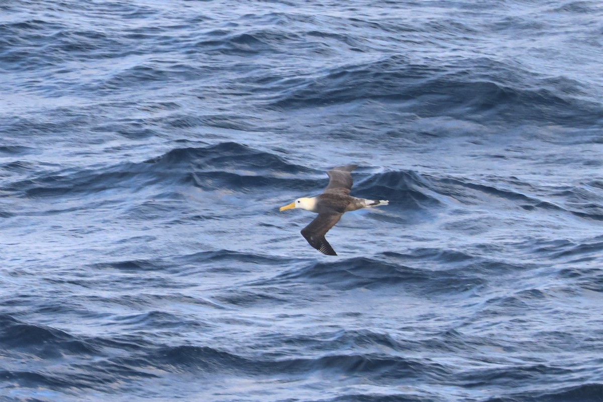 Waved Albatross - ML561001851