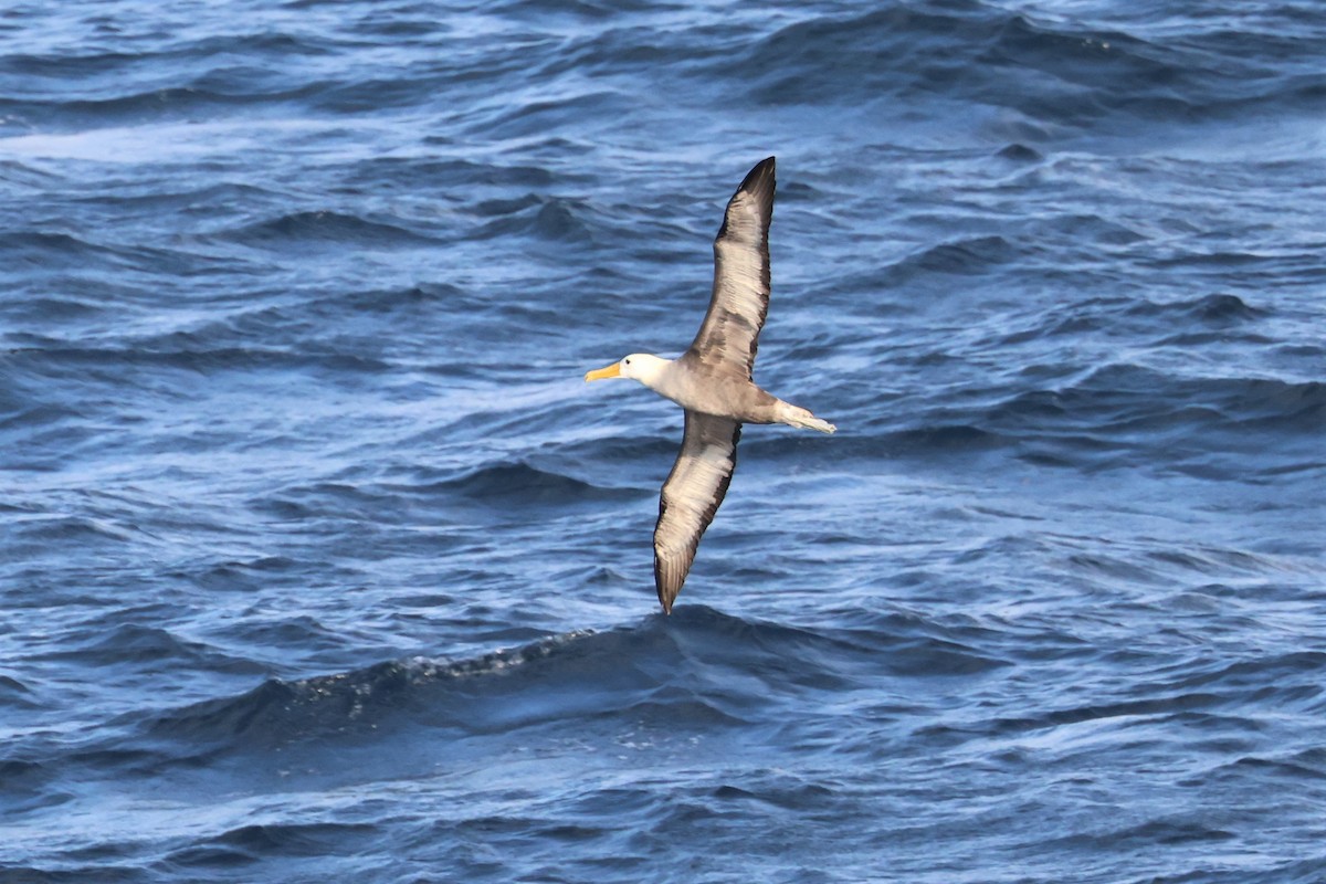 Waved Albatross - ML561001861