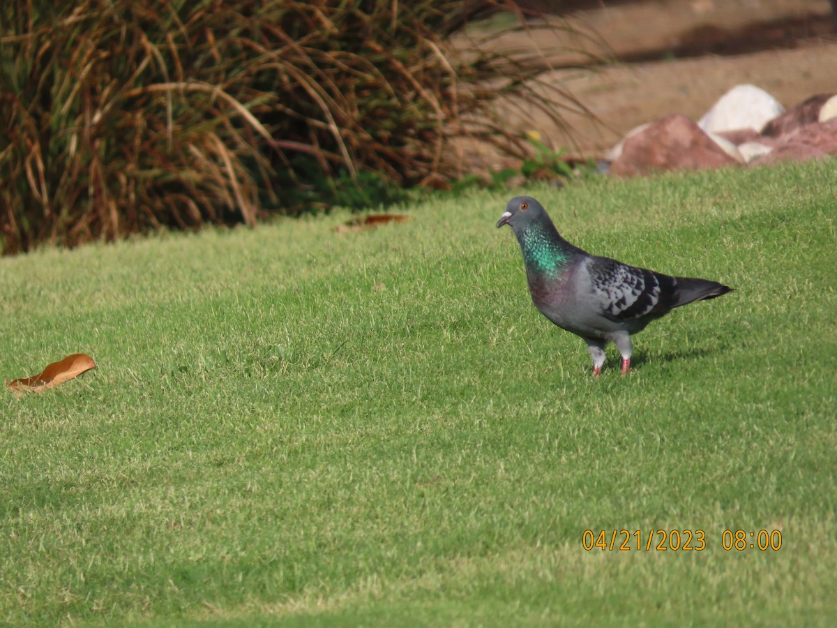 Rock Pigeon (Feral Pigeon) - ML561011651