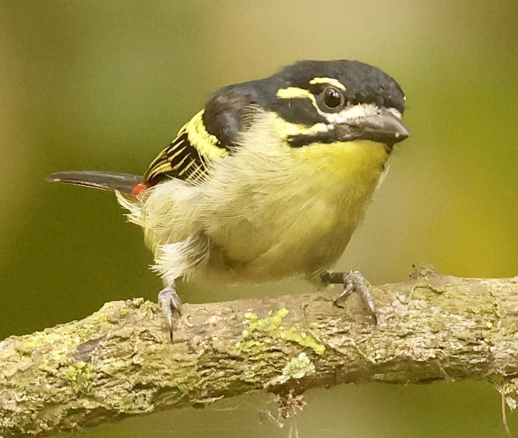 Yellow-throated Tinkerbird - ML561012071
