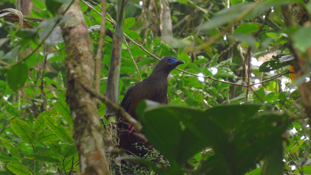 Sickle-winged Guan - ML56101251