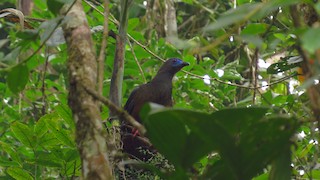 Sickle-winged Guan, ML56101251