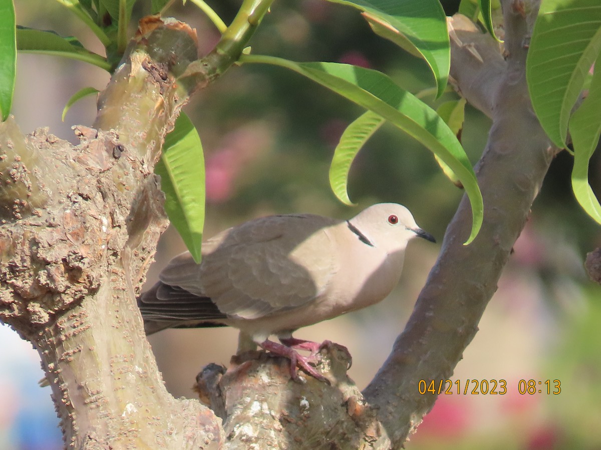 Eurasian Collared-Dove - ML561013981