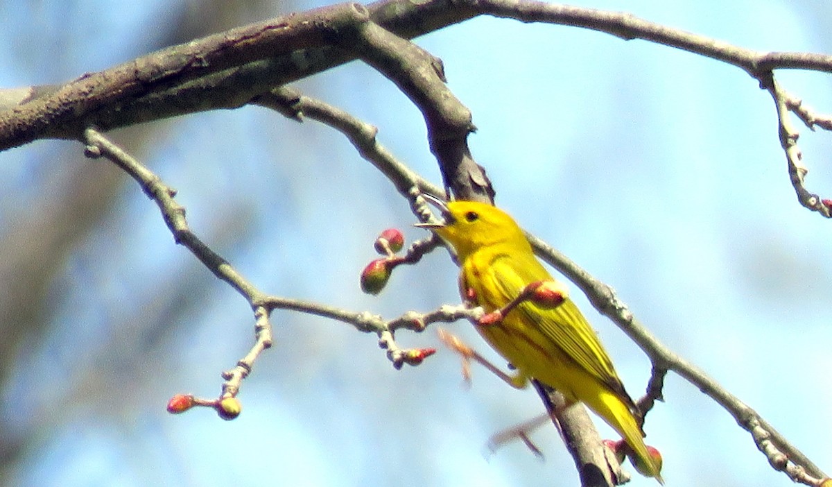Yellow Warbler - ML56101471
