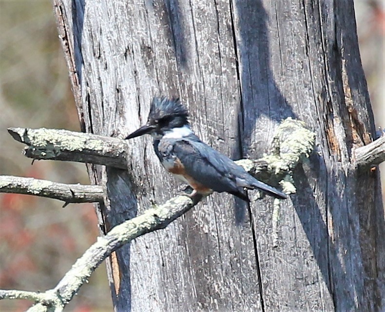 Belted Kingfisher - ML561015491