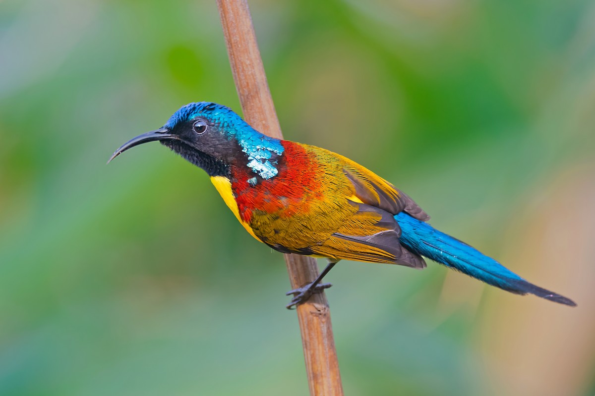 Green-tailed Sunbird - Rajkumar Das