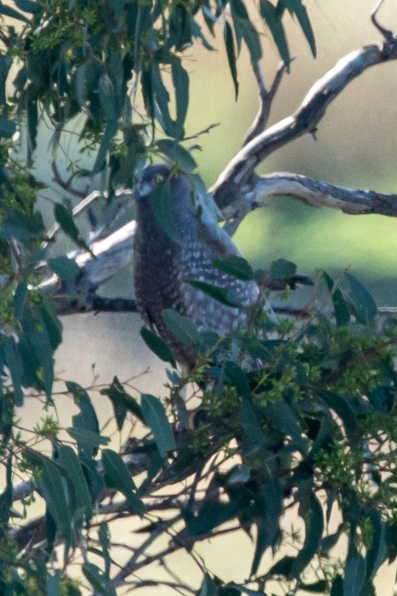 EBird Australia Checklist 22 Apr 2023 Molonglo Paddocks 1 Species