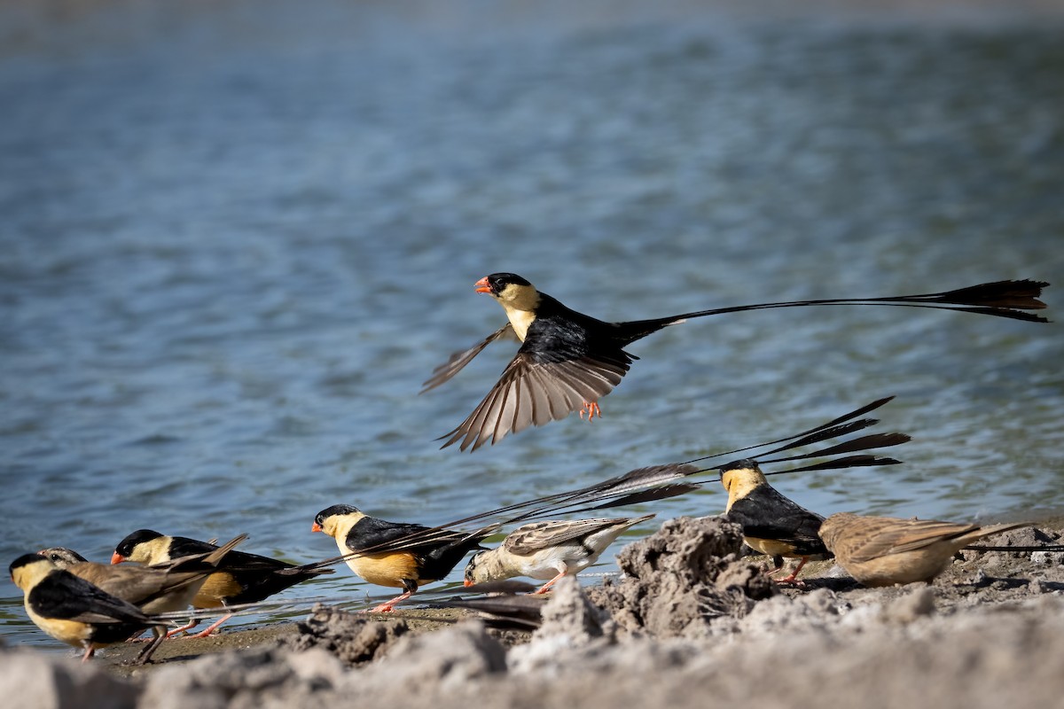Shaft-tailed Whydah - Tracy Kaminer