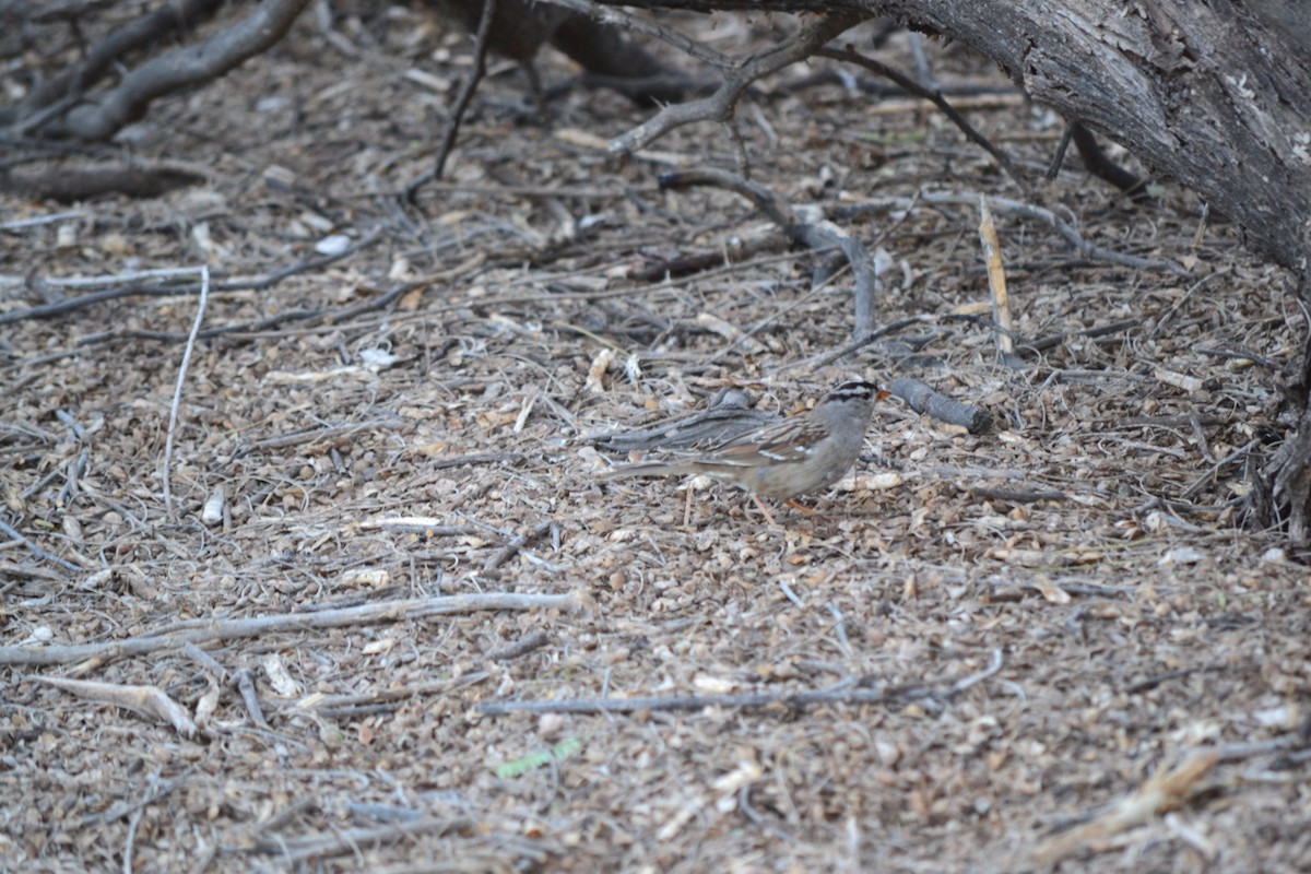 White-crowned Sparrow - ML56102951