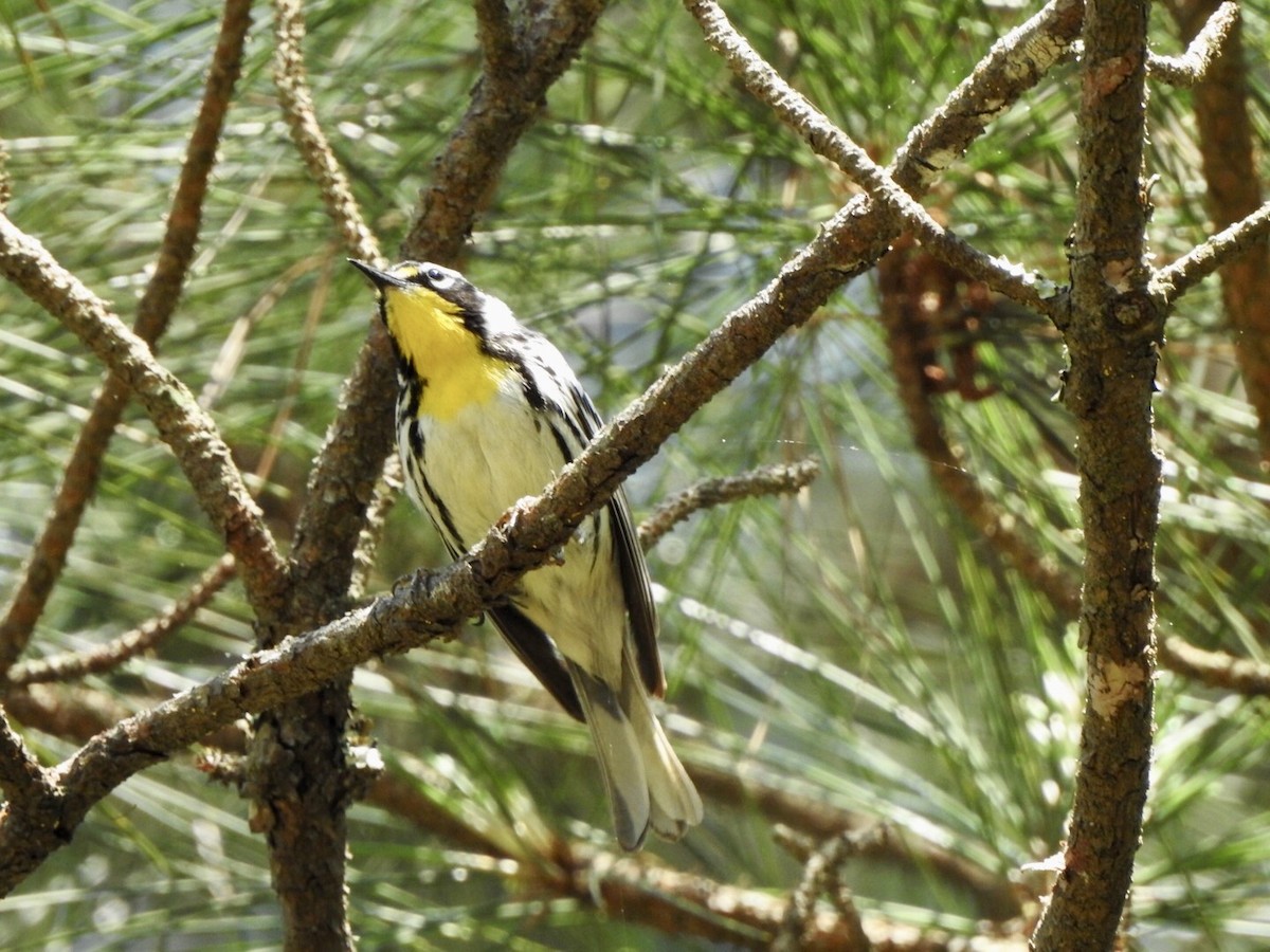 Yellow-throated Warbler - Bill Hooker