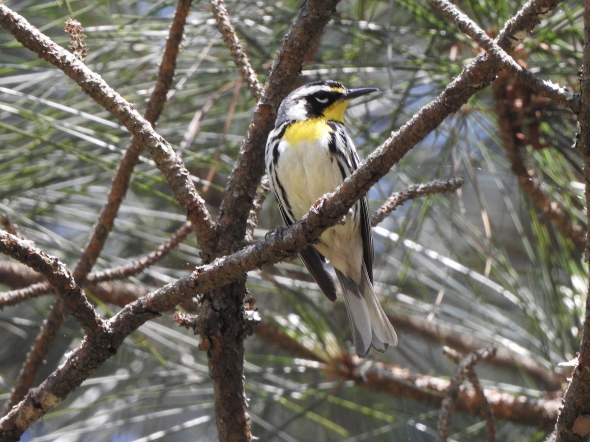 Yellow-throated Warbler - ML561033381